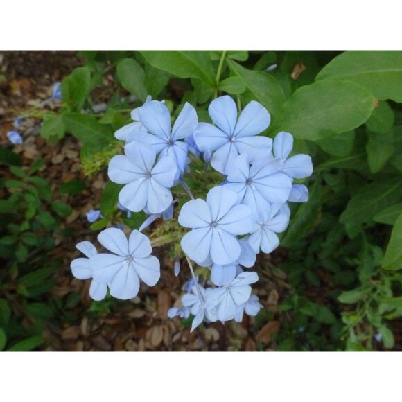 Panasonic Lumix DMC-ZS8 Digital Camera 14.1MP 16x Optical Zoom HD Video 128GB SD - Picture 6 of 16